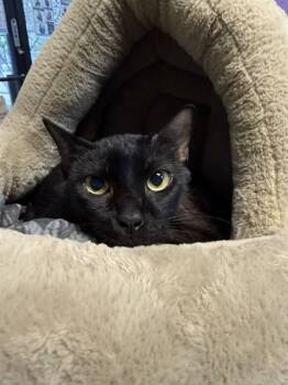 Domestic Short Hair Cats Available for Adoption - MISTER VOID | PetCurious
