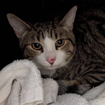 Domestic Short Hair Cats Available for Adoption in Fairport, New York - Doc | PetCurious