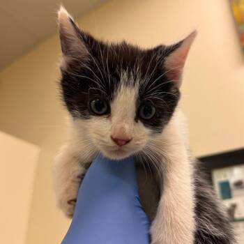 Perkey -  Domestic Short Hair Cat Available for Adoption in Lynchburg, Virginia - Perkey | PetCurious