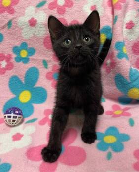 American Shorthair Cats Available for Adoption - Ozzie | PetCurious