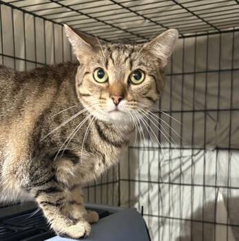 Lily -  Domestic Short Hair Cat for Adoption in Westfield, Massachusetts - Lily | PetCurious