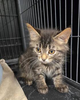 Sneezy -  Tabby Cat for Adoption in Hamilton, Ontario - Sneezy | PetCurious