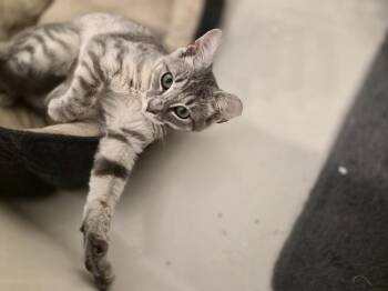 Freckles -  Domestic Short Hair Cat for Adoption in Melville, New York - Freckles | PetCurious