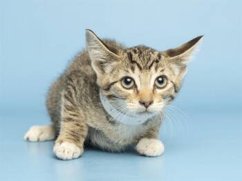 BERRY -  Domestic Short Hair Cat for Adoption in Phoenix, Arizona - BERRY | PetCurious
