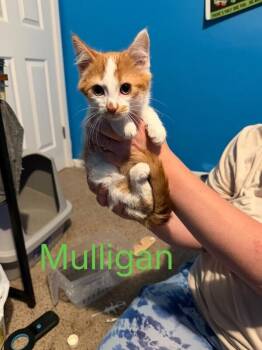 Mulligan -  Domestic Medium Hair Cat for Adoption in Grand Rapids, Michigan - Mulligan | PetCurious