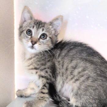 Diane -  Domestic Short Hair Cat for Adoption in Reno, Nevada - Diane | PetCurious