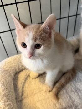 Domestic Short Hair Cats Available for Adoption in Cincinnati, Ohio - Bobbles | PetCurious