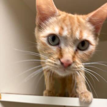 Vivi -  Domestic Short Hair Cat for Adoption in South Elgin, Illinois - Vivi | PetCurious