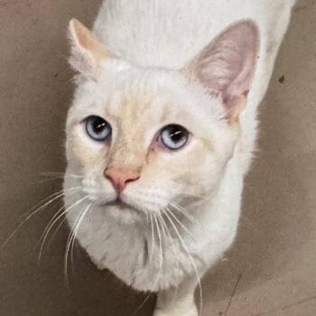 Phoenix -  Siamese Cat for Adoption in Pittsford, Vermont - Phoenix | PetCurious