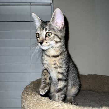 Rescue Domestic Short Hair Cats for Adoption in San Antonio, Texas - Purrla | PetCurious