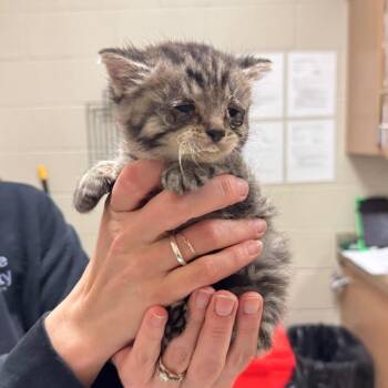 Domestic Short Hair Cats Available for Adoption in South Elgin, Illinois - Olive | PetCurious