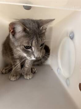 PRETZEL -  Domestic Short Hair Cat for Adoption in Winter Haven, Florida - PRETZEL | PetCurious