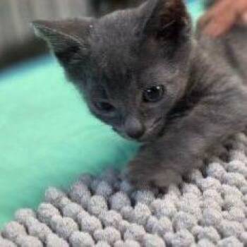 Smoky*Meet me at Plymouth Petsmart* -  Domestic Short Hair Cat for Adoption in Buffalo, Minnesota - Smoky*Meet Me At Plymouth Petsmart* | PetCurious