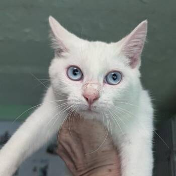 Angel-o -  Domestic Short Hair Cat for Adoption in Shippenville, Pennsylvania - Angel-o | PetCurious
