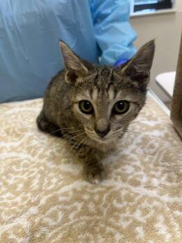Jayce -  Domestic Short Hair Cat for Adoption in Raleigh, North Carolina - Jayce | PetCurious
