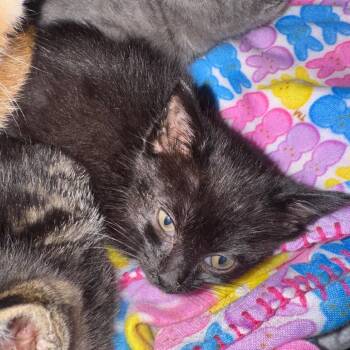 Arlene -  Domestic Short Hair Cat for Adoption in Buellton, California - Arlene | PetCurious