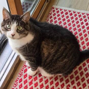 Forest -  Domestic Short Hair Cat for Adoption in Farmington, Minnesota - Forest | PetCurious