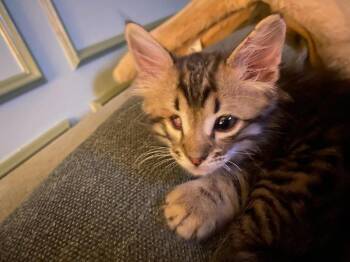 Pigeon -  Domestic Short Hair Cat for Adoption in Warner Robins, Georgia - Pigeon | PetCurious