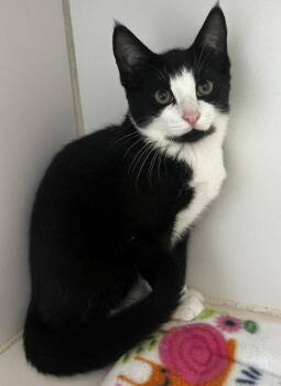 Paws 4 months -  Domestic Short Hair Cat for Adoption in Sterling, Massachusetts - Paws 4 Months | PetCurious