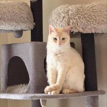 Smooch -  Siamese Cat for Adoption in Madison, Wisconsin - Smooch | PetCurious