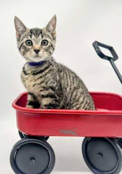 Police Prudence -  Domestic Short Hair Cat for Adoption in Muskegon, Michigan - Police Prudence | PetCurious