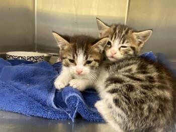 HANNAH -  Domestic Medium Hair Cat for Adoption in Tustin, California - HANNAH | PetCurious