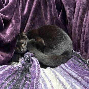 Domestic Short Hair Cats Available for Adoption - KARMA | PetCurious