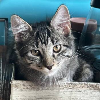 Tonka -  Domestic Short Hair Cat for Adoption in San Antonio, Texas - Tonka | PetCurious