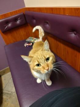 Rainbow Brite -  Domestic Short Hair Cat for Adoption in Phoenix, Arizona - Rainbow Brite | PetCurious