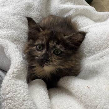 Charm -  Domestic Medium Hair Cat for Adoption in Springfield, Illinois - Charm | PetCurious