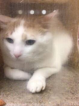 Domestic Short Hair Cats Available for Adoption in Riverside, California - PEBBLES | PetCurious