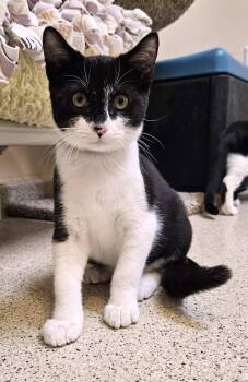 Rescue Domestic Short Hair Cats for Adoption in Seal Beach, California - Kitten Zion | PetCurious