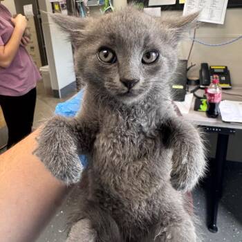 Domestic Short Hair Cats Available for Adoption in Columbiana, Alabama - Mozzarella Sticks | PetCurious