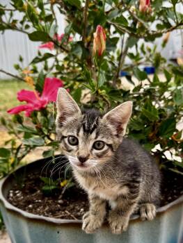 Ike -  Domestic Short Hair Cat for Adoption in Diamond Springs, California - Ike | PetCurious