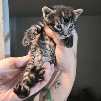 Domestic Short Hair Cats Available for Adoption in Wahiawa, Hawaii - Hi-C | PetCurious