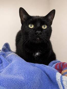 Domestic Short Hair Cats Available for Adoption in New Orleans, Louisiana - Baby Boo | PetCurious