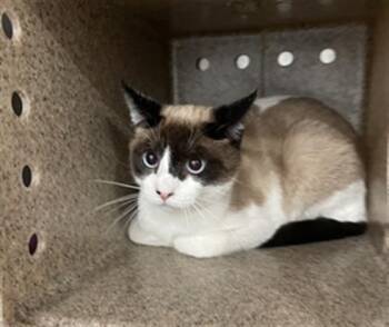 Siamese Cats Available for Adoption in Redlands, California - AZUL | PetCurious