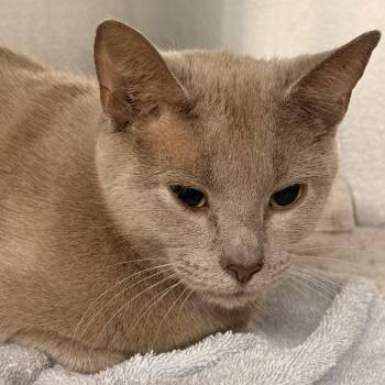 Domestic Short Hair Cats Available for Adoption in Evansville, Indiana - Tandra | PetCurious