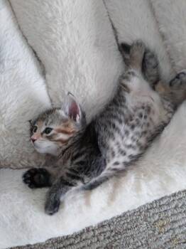 Pudding -  Domestic Short Hair Cat for Adoption in Heathsville, Virginia - Pudding | PetCurious