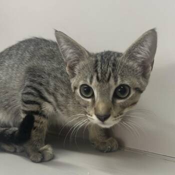 Cheddar -  Domestic Short Hair Cat for Adoption in West Point, Mississippi - Cheddar | PetCurious