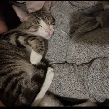 Domestic Short Hair Cats Available for Adoption in Long Beach, California - Cosmo | PetCurious