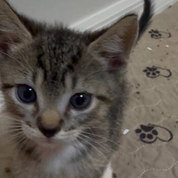 Mickey (Harvey) -  Domestic Short Hair Cat for Adoption in Titusville, Florida - Mickey (Harvey) | PetCurious