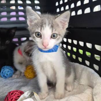 Domestic Short Hair Cats Available for Adoption in Montgomery, Alabama - Lenny | PetCurious