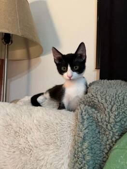 Domestic Short Hair Cats Available for Adoption in Muskego, Wisconsin - Fancy -Affectionate And Playful | PetCurious