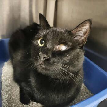 Rescue Domestic Short Hair Cats for Adoption in Rexburg, Idaho - Mei | PetCurious