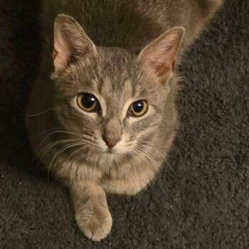 Totoro -  Domestic Short Hair Cat for Adoption in Fort Worth, Texas - Totoro | PetCurious