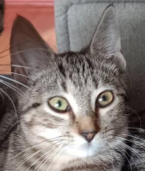 Rescue Domestic Short Hair Cats for Adoption in Bloomfield, New Jersey - Agatha | PetCurious