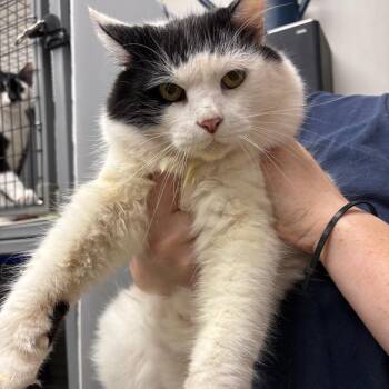 Fatty Patty -  Domestic Long Hair Cat for Adoption in Columbiana, Alabama - Fatty Patty | PetCurious