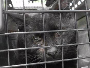 Domestic Short Hair Cats Available for Adoption in Omaha, Nebraska - DUTCH BRO | PetCurious