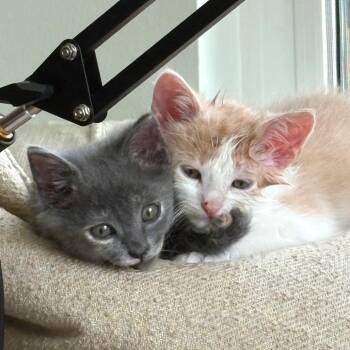 Domestic Short Hair Cats Available for Adoption in Austin, Texas - Italian Thistle 4 | PetCurious